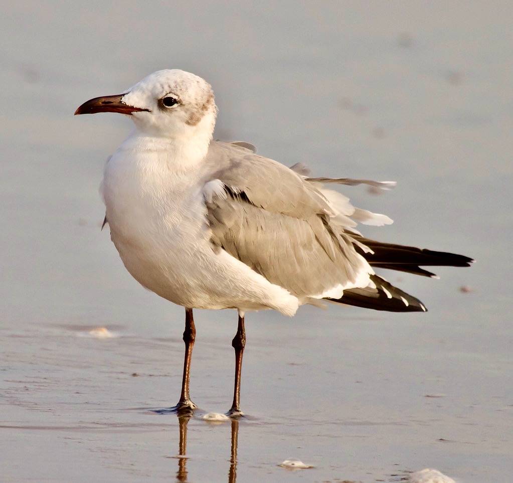 BI121120-001-Laughing Gull by lgooch is licensed under CC BY-NC-SA 2.0.